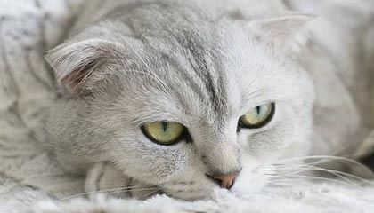 平阳最新公积金卡提取现金方法app方法分析(最方便真实的平阳公积金卡怎样从手机里取出来?方法)