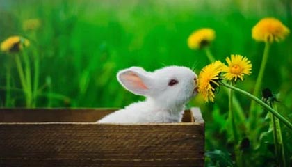 平阳最新公积金卡提取现金方法app方法分析(最方便真实的平阳公积金卡怎样从手机里取出来?方法)